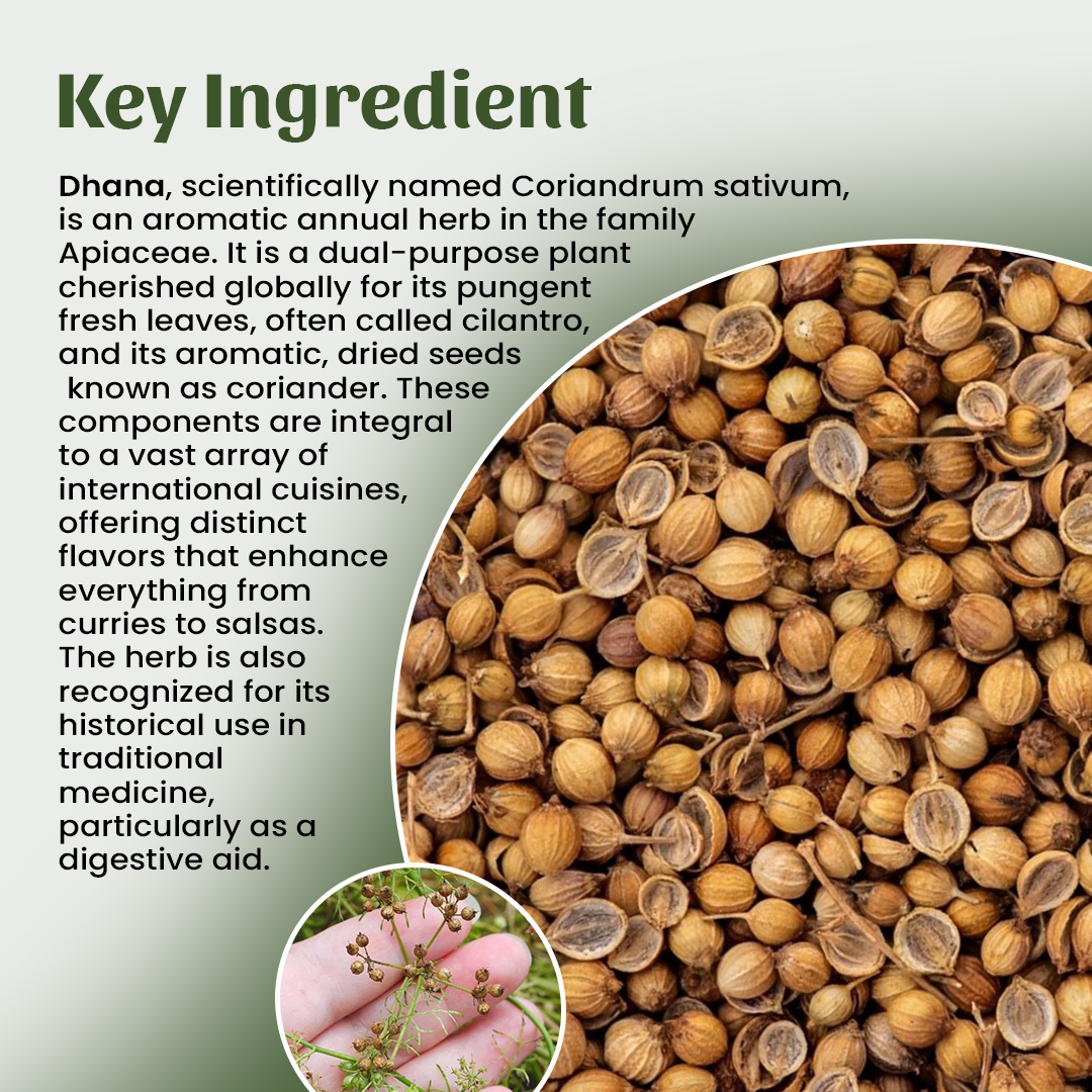 4 Dhana (Coriander) Powder Ingredient