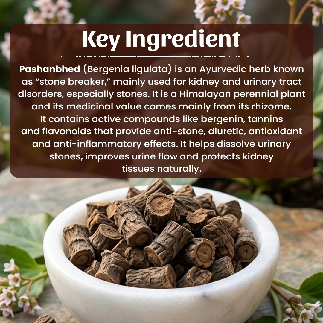 4 Pashanbhes Powder Ingradient