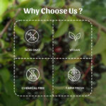 Jamun Seeds Powder