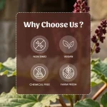 Neel Ayurvedics Revanchini Powder (1)